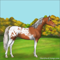 Horse Color:Silver Bay Tobiano Blanket 