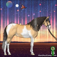 Horse Color:Buckskin Splash Tobiano 