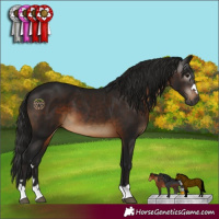 Horse Color:Gray Brown 