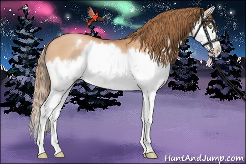 Horse Color:Bay Pearl Splash Appaloosa 
