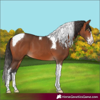 Horse Color:Bay Splash Tobiano