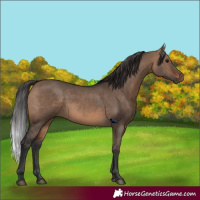 Horse Color:Brown Dun 