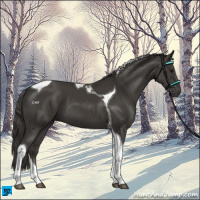 Horse Color:Smoky Black Tobiano 