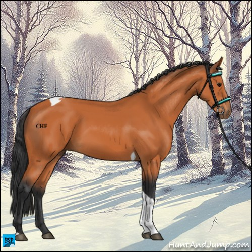 Horse Color:Bay Tobiano 