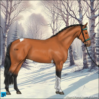 Horse Color:Bay Tobiano 
