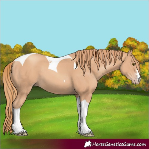 Horse Color:Gold Champagne Tobiano 