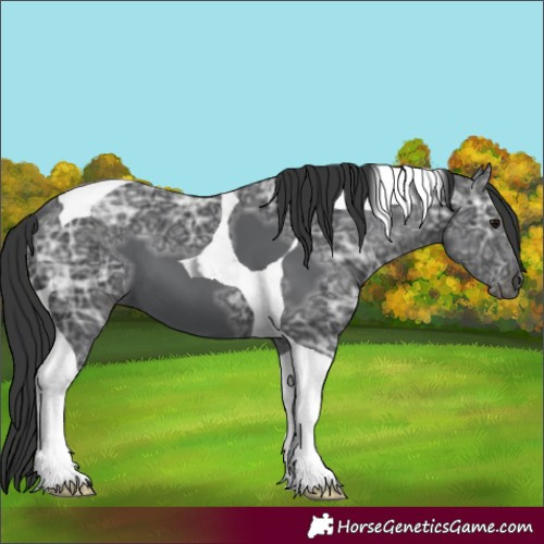 Horse Color:Black Ice Tobiano 