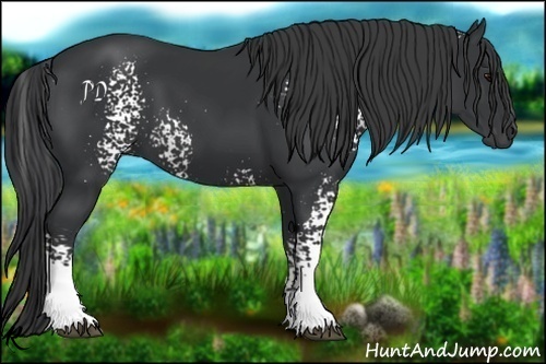 Horse Color:White Spotted Black