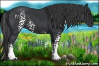 Horse Color:White Spotted Black