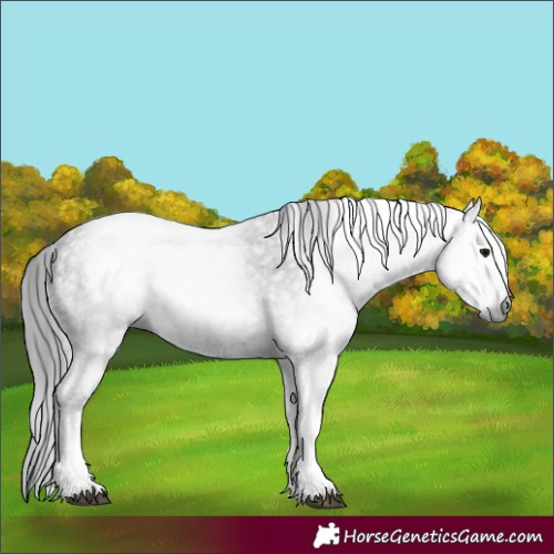 Horse Color:Gray White Spotted Black Rabicano 