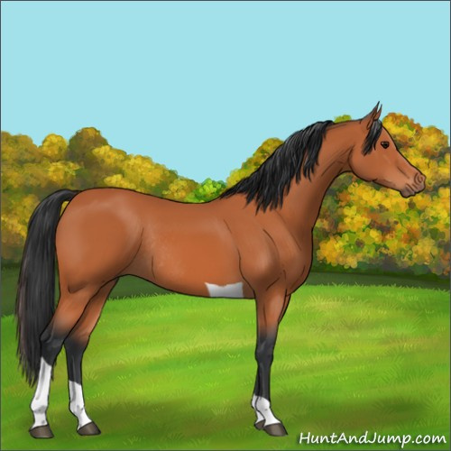 Horse Color:Bay Tobiano Rabicano 