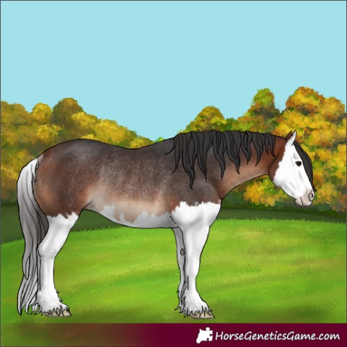 Horse Color:Bay Splash Rabicano 