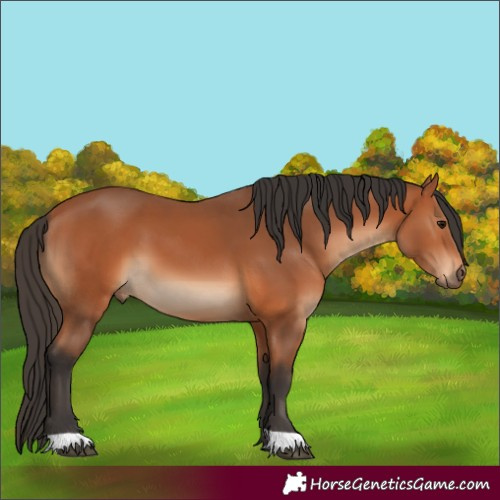 Horse Color:Bay 