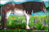 Horse Color:White Spotted Bay 