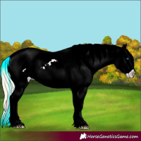 Horse Color:Palomino Frame Appaloosa 