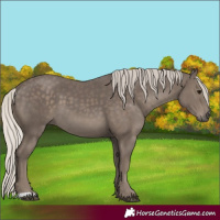 Horse Color:Silver Black