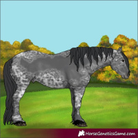 Horse Color:Void Black Ice 