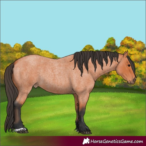 Horse Color:Bay Roan 