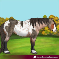 Horse Color:Void Bay Roan Dun Frame and Bay Roan Frame Near Leopard