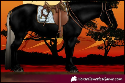 Horse Color:Void Palomino Roan Sabino Blanket 