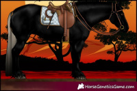 Horse Color:Void Palomino Roan Sabino Appaloosa
