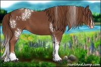 Horse Color:White Spotted Chestnut Splash