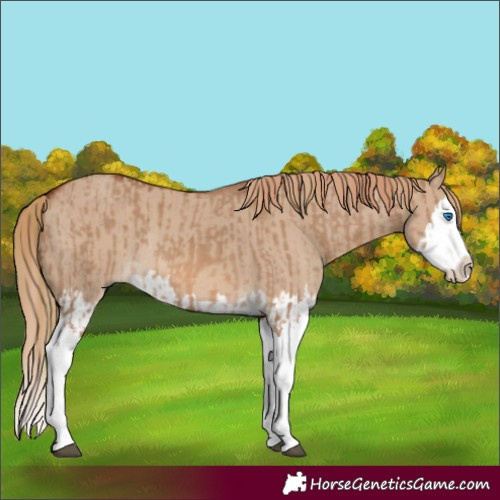 Horse Color:Red Dun Splash and Red Dun Splash Rabicano