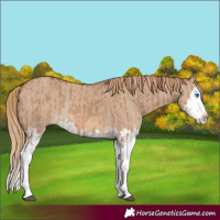 Horse Color:Red Dun Splash  and Red Dun Splash Rabicano 