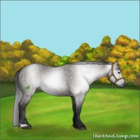 Horse Color:Gray Grullo 