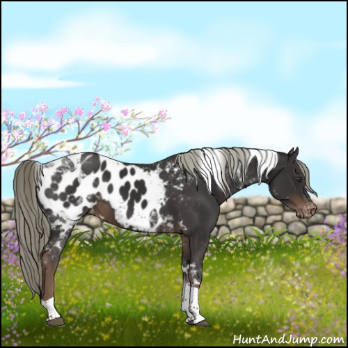 Horse Color:Liver Chestnut Mushroom Tobiano Blanket