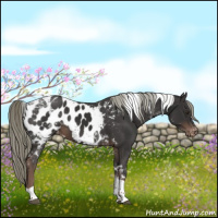 Horse Color:Liver Chestnut Mushroom Tobiano Appaloosa 