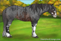 Horse Color:Brown Sabino Splash Appaloosa and Brown Sabino Splash Appaloosa