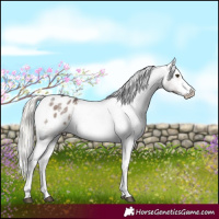 Horse Color:White Spotted Liver Red Dun Mushroom Sabino Appaloosa 