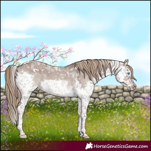 Horse Color:White Spotted Liver Red Dun Splash Tobiano 