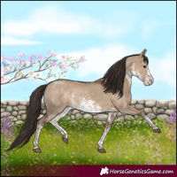 Horse Color:White Spotted Liver Red Dun 
