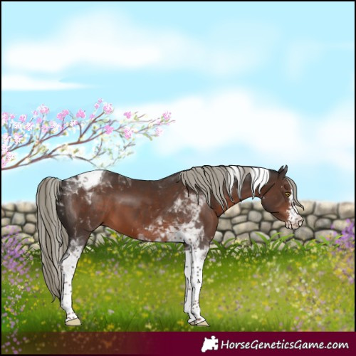 Horse Color:Liver Chestnut Mushroom Sabino Tobiano 