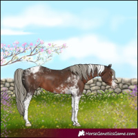 Horse Color:Liver Chestnut Mushroom Sabino Tobiano 