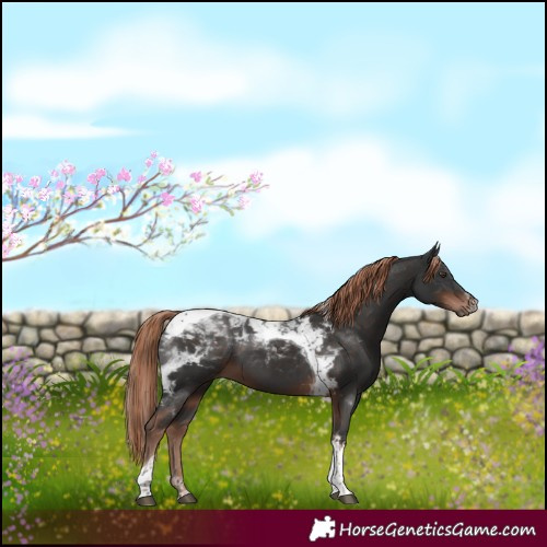 Horse Color:Liver Chestnut Tobiano