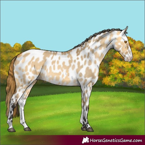 Horse Color:Buckskin Dun Sabino Appaloosa 