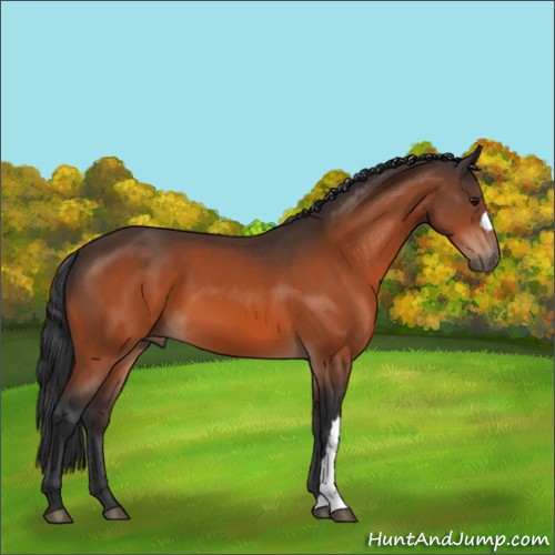 Horse Color:Bay 