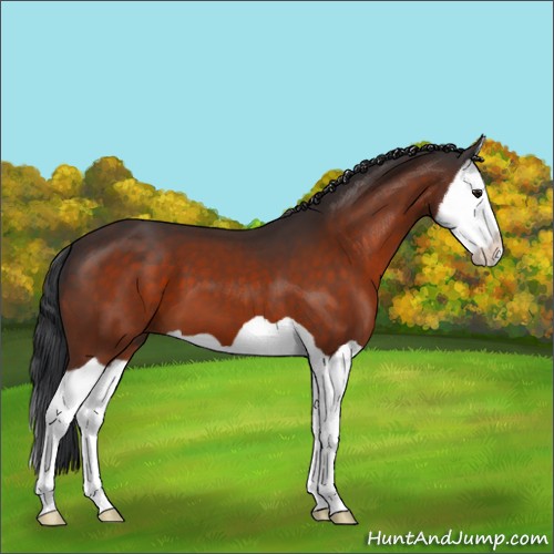 Horse Color:Brown Splash 
