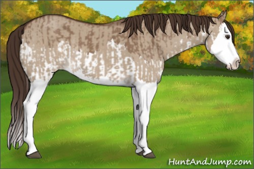 Horse Color:Liver Red Dun Splash  and Liver Red Dun Splash Rabicano 