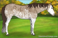 Horse Color:Liver Red Dun Splash and Liver Red Dun Splash Rabicano