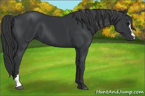 Horse Color:Black 