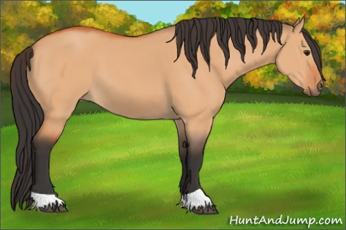 Horse Color:Bay Dun 
