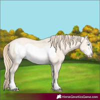 Horse Color:Perlino Dun Frame Rabicano 