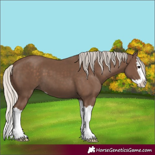 Horse Color:Silver Black Splash