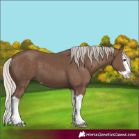 Horse Color:Silver Black Splash 