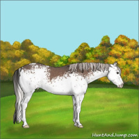 Horse Color:White Spotted Silver Black 