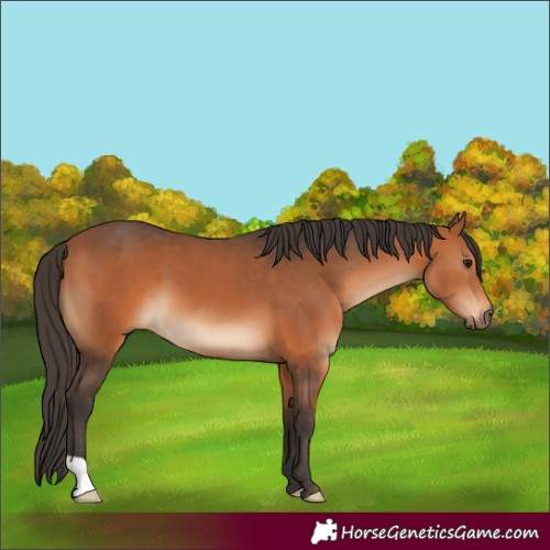 Horse Color:Bay 